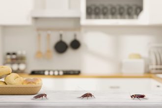 produits ant cafards