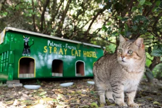meilleur hôtel a chat paris