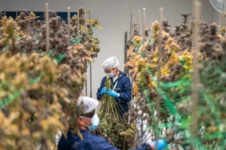 Professionnels contrôlant des plants de chanvre dans une installation de culture