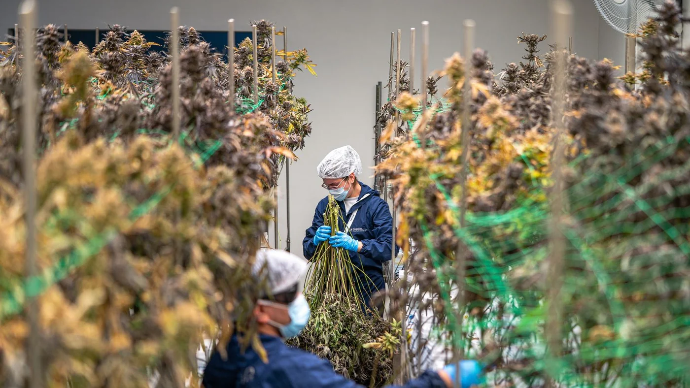 Professionnels contrôlant des plants de chanvre dans une installation de culture